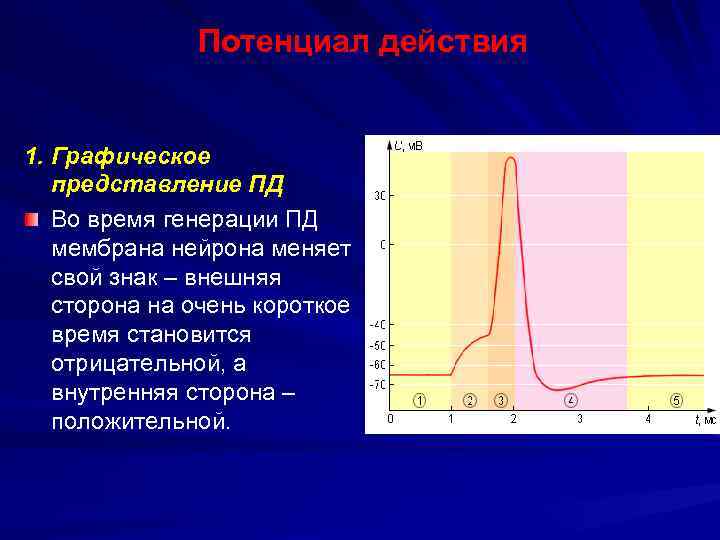 Потенциал действия 1. Графическое представление ПД Во время генерации ПД мембрана нейрона меняет свой