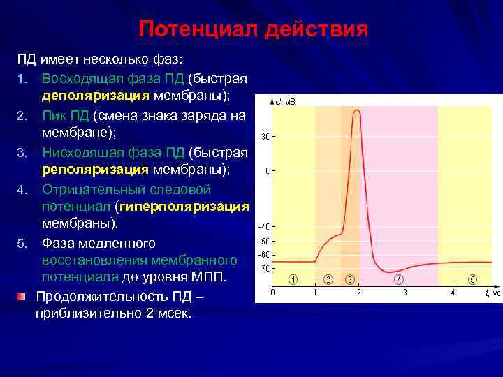 Потенциал действия ПД имеет несколько фаз: 1. Восходящая фаза ПД (быстрая деполяризация мембраны); 2.