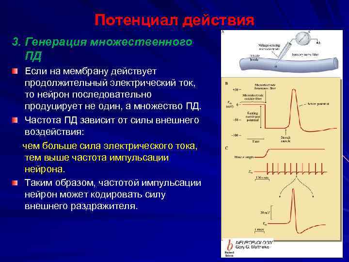 Потенциал действия 3. Генерация множественного ПД Если на мембрану действует продолжительный электрический ток, то