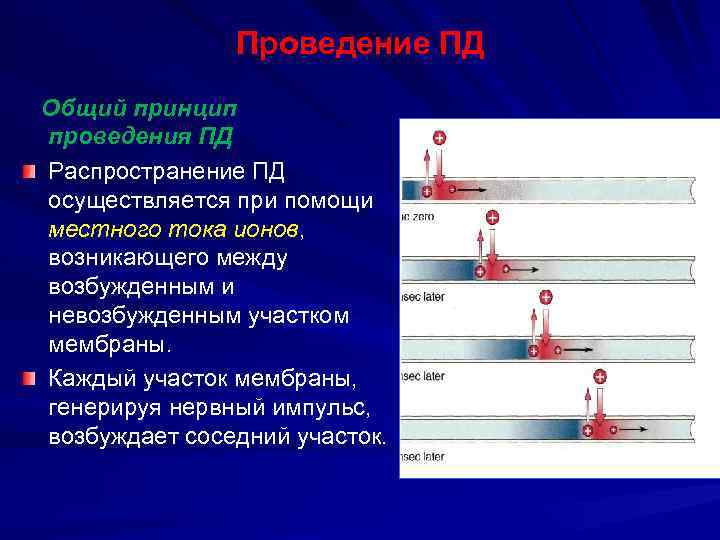 Проведение ПД Общий принцип проведения ПД Распространение ПД осуществляется при помощи местного тока ионов,