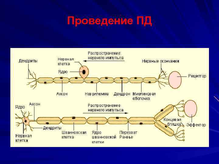 Проведение ПД 