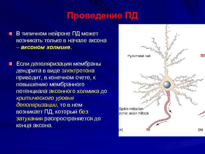 Проведение ПД В типичном нейроне ПД может возникать только в начале аксона – аксоном
