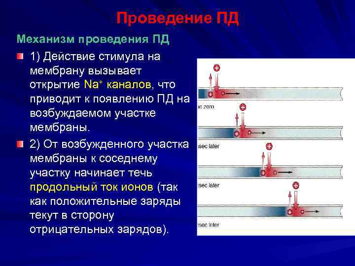 Проведение ПД Механизм проведения ПД 1) Действие стимула на мембрану вызывает открытие Na+ каналов,