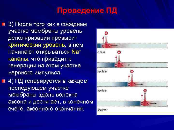 Проведение ПД 3) После того как в соседнем участке мембраны уровень деполяризации превысит критический