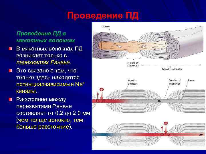 Проведение ПД в мякотных волокнах В мякотных волокнах ПД возникает только в перехватах Ранвье.