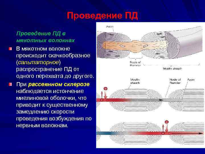 Проведение ПД в мякотных волокнах В мякотном волокне происходит скачкообразное (сальтаторное) распространение ПД от