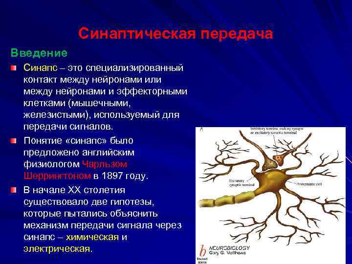 Синаптическая передача Введение Синапс – это специализированный контакт между нейронами или между нейронами и