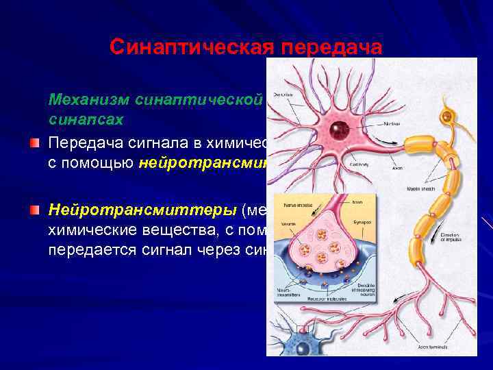 Синаптическая передача Механизм синаптической передачи в химических синапсах Передача сигнала в химических синапсах происходит