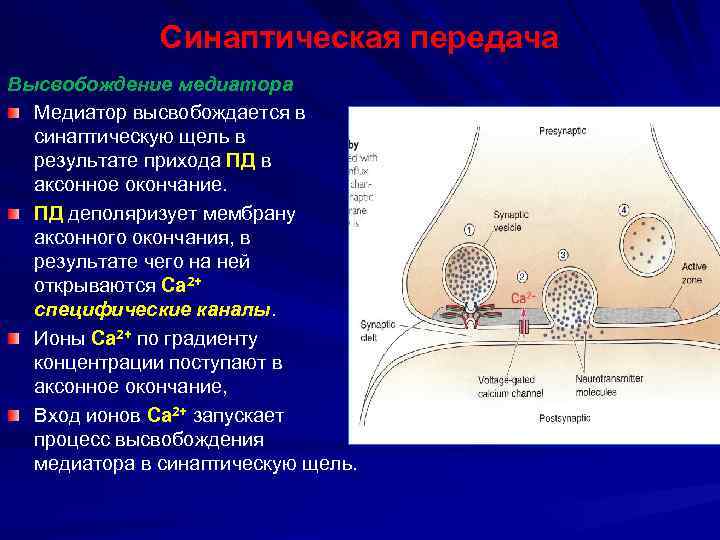 Синаптическая передача Высвобождение медиатора Медиатор высвобождается в синаптическую щель в результате прихода ПД в