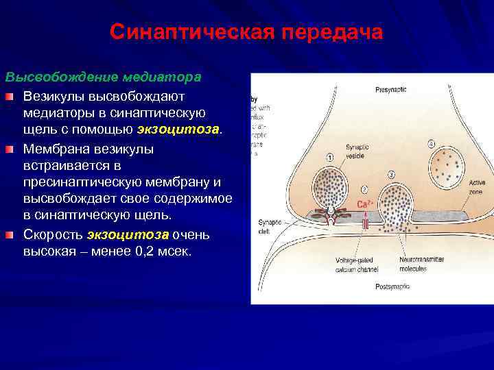 Синаптическая передача Высвобождение медиатора Везикулы высвобождают медиаторы в синаптическую щель с помощью экзоцитоза. Мембрана