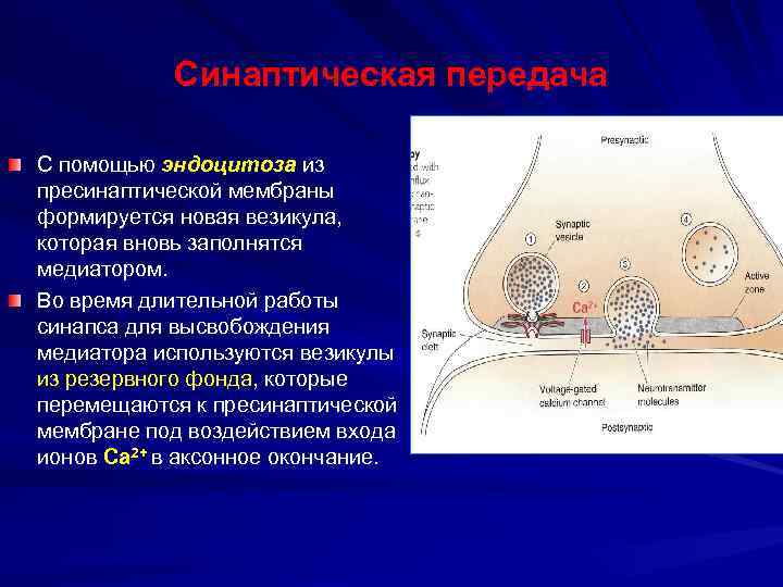 Синаптическая передача С помощью эндоцитоза из пресинаптической мембраны формируется новая везикула, которая вновь заполнятся