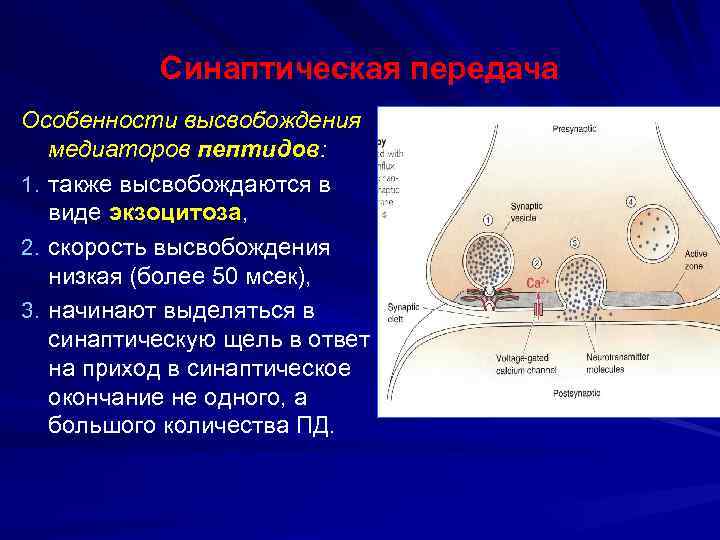 Как синапс влияет на конечный результат работы. Экзоцитоз нейромедиатора. Синаптическая щель ацетилхолин. Синаптическая передача. Медиаторы синаптической передачи.