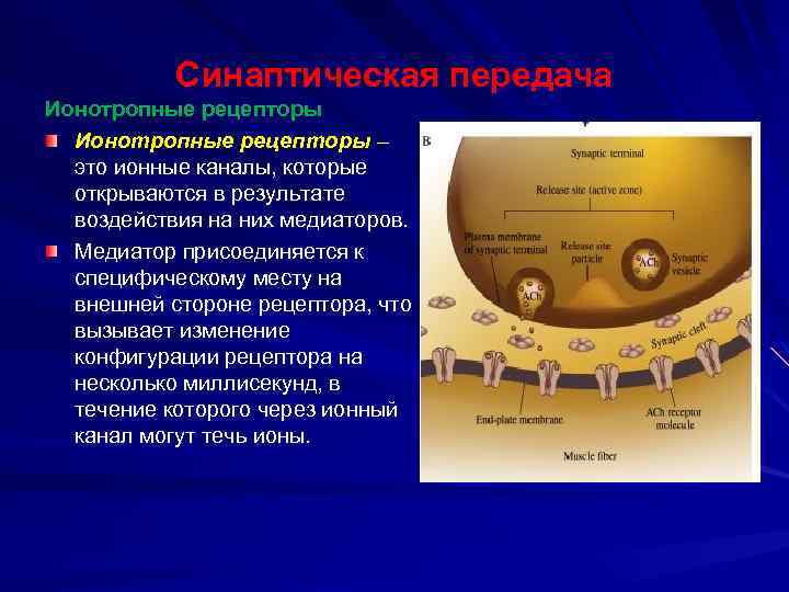 Синаптическая передача Ионотропные рецепторы – это ионные каналы, которые открываются в результате воздействия на