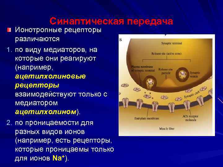 Синаптическая передача 1. 2. Ионотропные рецепторы различаются по виду медиаторов, на которые они реагируют