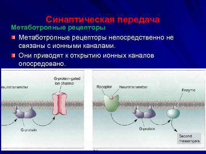 Синаптическая передача Метаботропные рецепторы непосредственно не связаны с ионными каналами. Они приводят к открытию