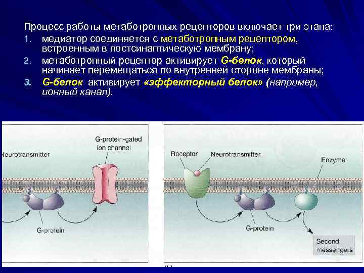 Процесс работы метаботропных рецепторов включает три этапа: 1. медиатор соединяется с метаботропным рецептором, встроенным