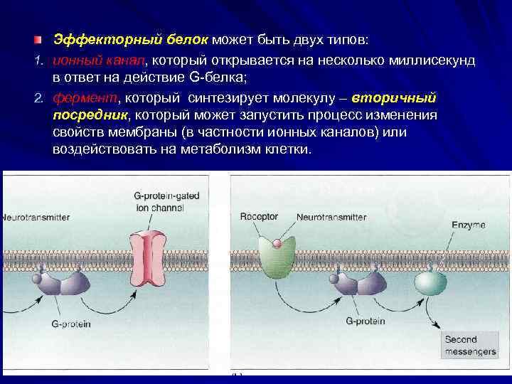 Эффекторный белок может быть двух типов: 1. ионный канал, который открывается на несколько миллисекунд