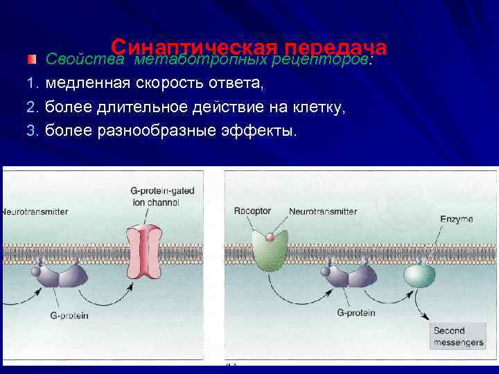 Синаптическая передача Свойства метаботропных рецепторов: 1. медленная скорость ответа, 2. более длительное действие на