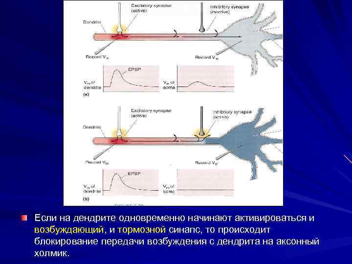 Если на дендрите одновременно начинают активироваться и возбуждающий, и тормозной синапс, то происходит блокирование