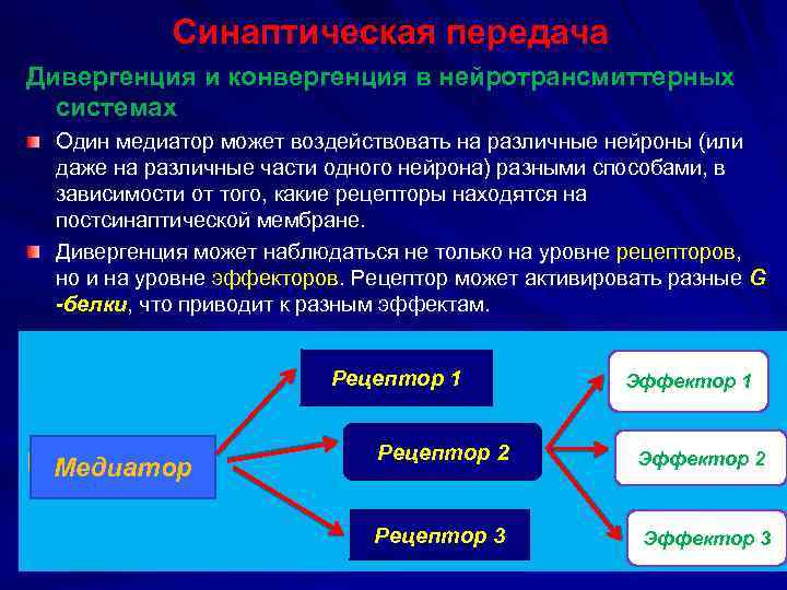 Синаптическая передача Дивергенция и конвергенция в нейротрансмиттерных системах Один медиатор может воздействовать на различные