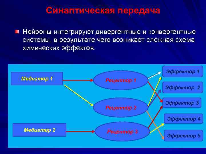 Синаптическая передача Нейроны интегрируют дивергентные и конвергентные системы, в результате чего возникает сложная схема