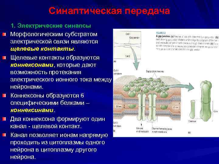 Синаптическая передача 1. Электрические синапсы Морфологическим субстратом электрической связи являются щелевые контакты. Щелевые контакты