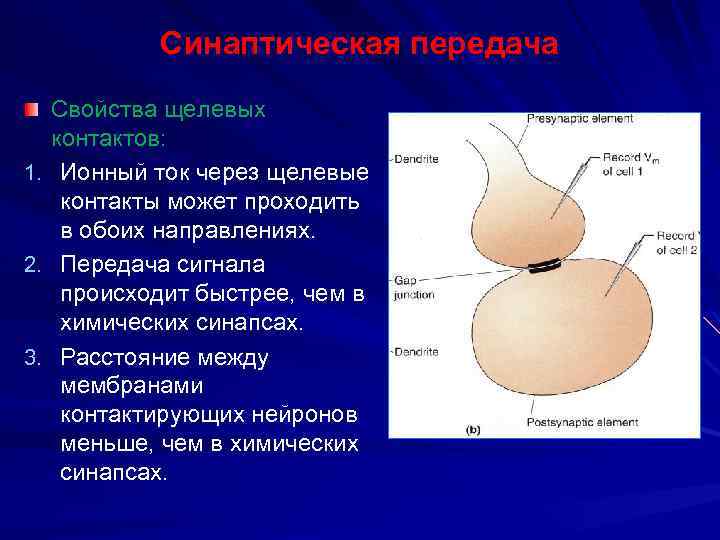 Синаптическая передача Свойства щелевых контактов: 1. Ионный ток через щелевые контакты может проходить в