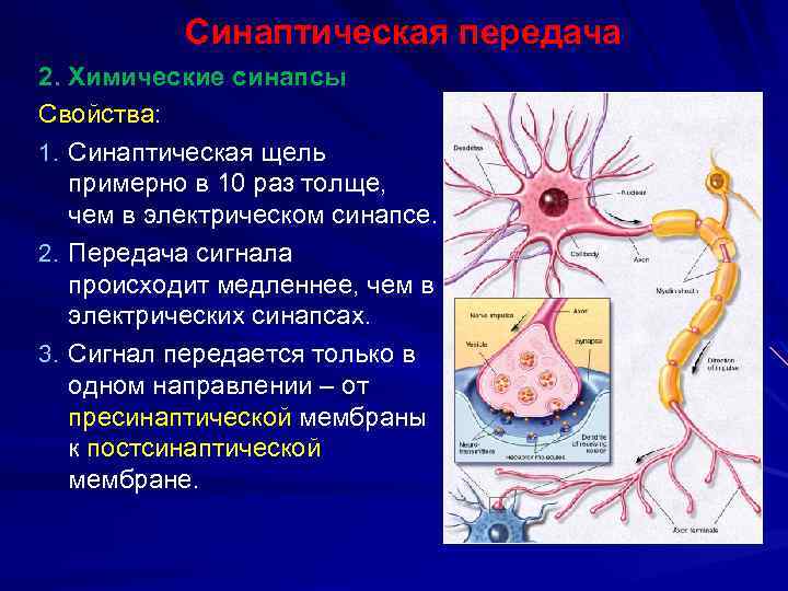 Синаптическая передача 2. Химические синапсы Свойства: 1. Синаптическая щель примерно в 10 раз толще,