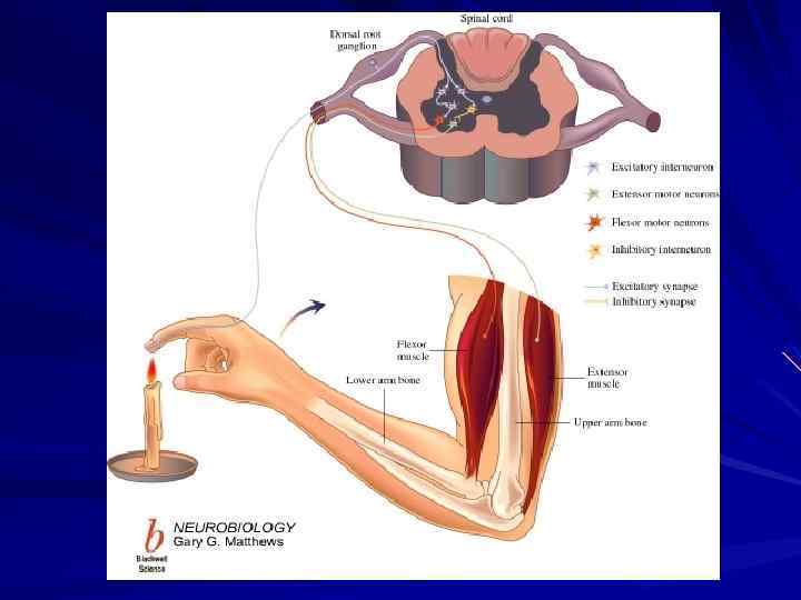 Торможение в ЦНС 