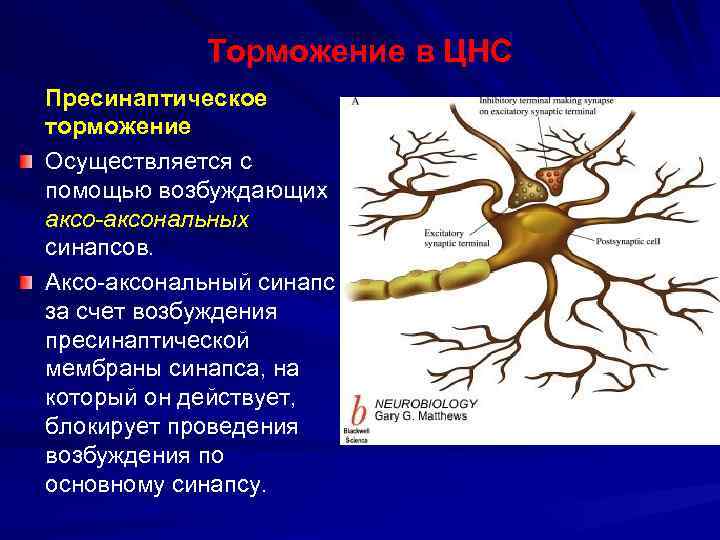 Торможение в ЦНС Пресинаптическое торможение Осуществляется с помощью возбуждающих аксо-аксональных синапсов. Аксо-аксональный синапс за