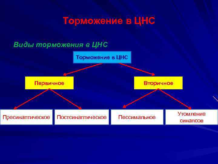 Торможение в ЦНС Виды торможения в ЦНС Торможение в ЦНС Первичное Пресинаптическое Постсинаптическое Вторичное