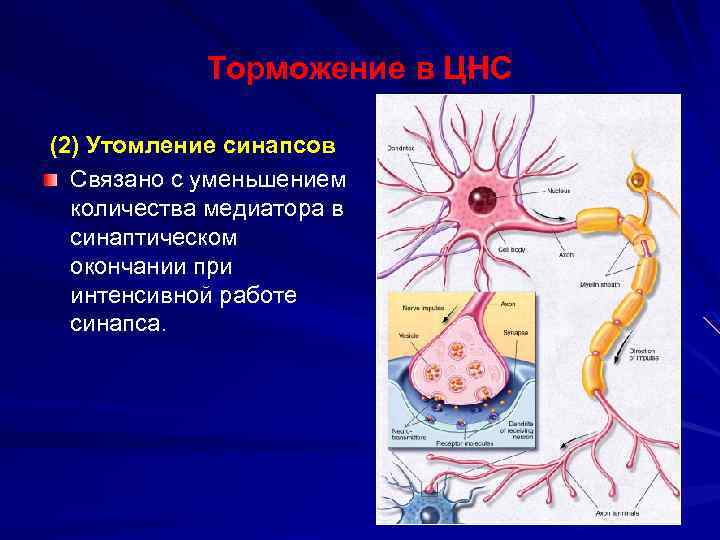 Торможение в ЦНС (2) Утомление синапсов Связано с уменьшением количества медиатора в синаптическом окончании