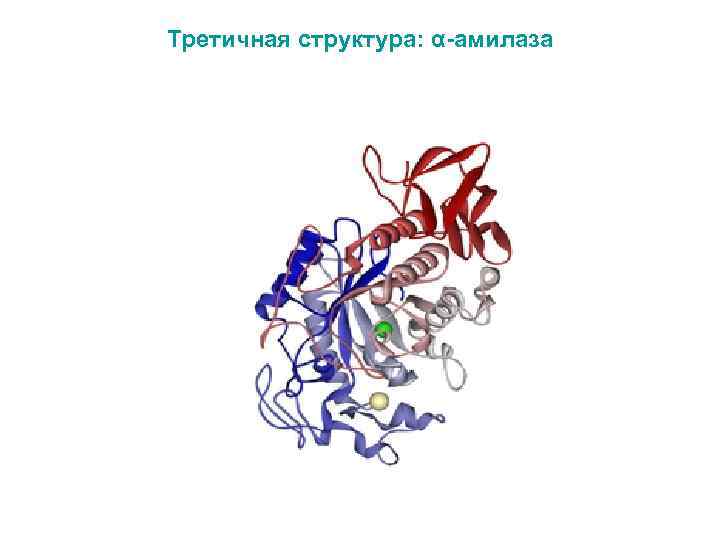 Отметь рисунок на котором представлена третичная структура белка