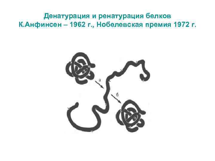 Денатурация и ренатурация белков К. Анфинсен – 1962 г. , Нобелевская премия 1972 г.