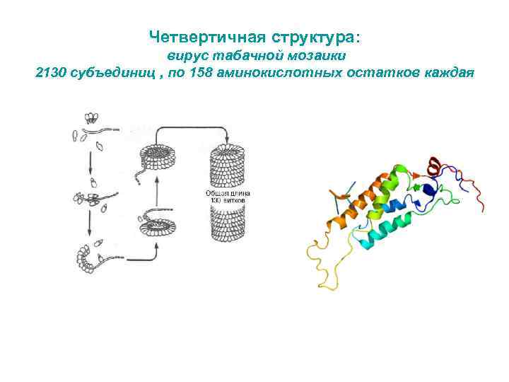 Четвертичная структура: вирус табачной мозаики 2130 субъединиц , по 158 аминокислотных остатков каждая 