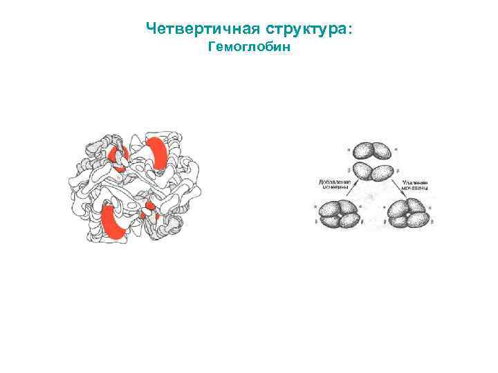 Четвертичная структура белка связи