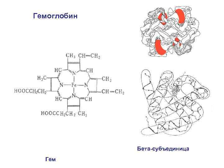Гемоглобин Бета-субъединица Гем 