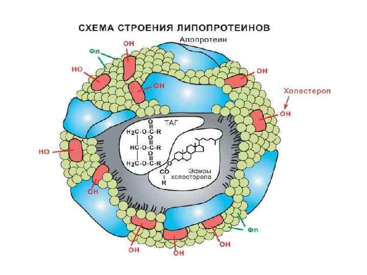 Схема строения липопротеинов