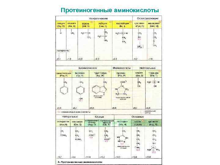 Протеиногенные аминокислоты 