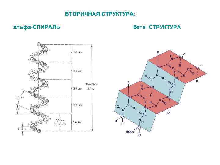 B структура