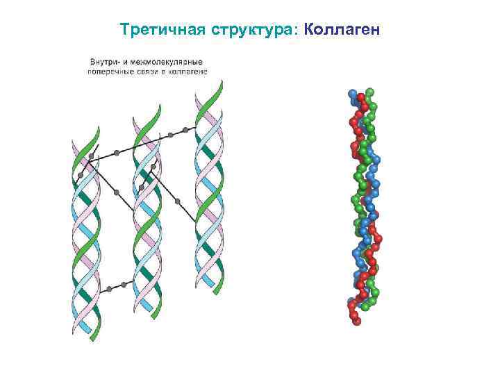 Коллаген структура белка