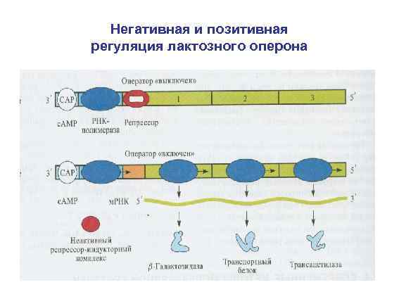 Негативная и позитивная регуляция лактозного оперона • . 