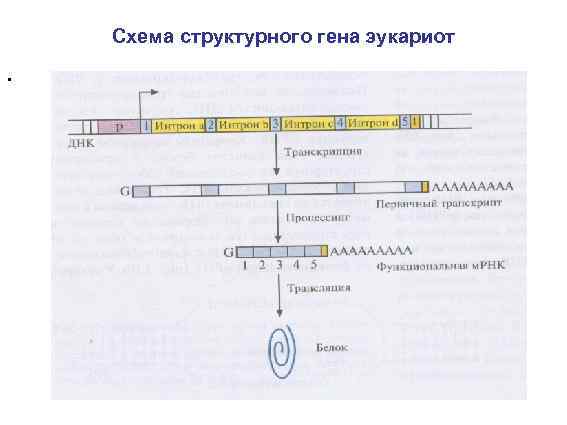 Схема структурного гена эукариот . 