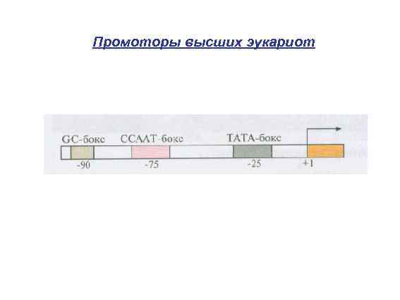 Промоторы высших эукариот 