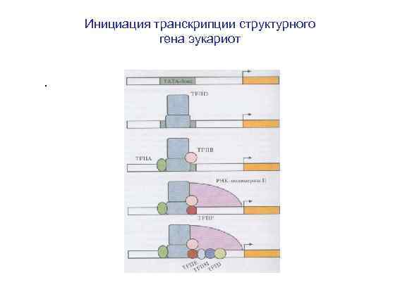Инициация транскрипции структурного гена эукариот . 