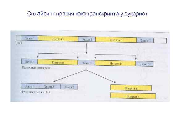 Сплайсинг первичного транскрипта у эукариот • . 