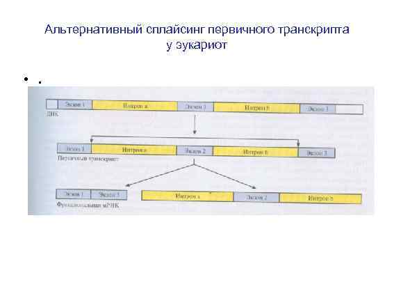Альтернативный сплайсинг первичного транскрипта у эукариот • . 