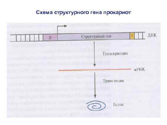 Схема структурного гена прокариот • . 
