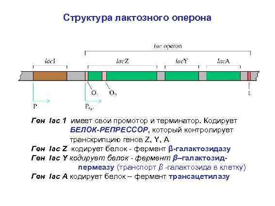 Структура оперона