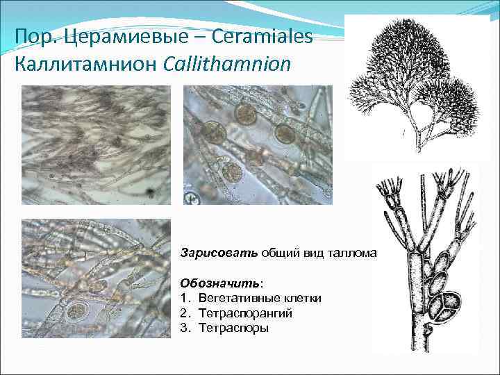 Пор. Церамиевые – Ceramiales Каллитамнион Callithamnion Зарисовать общий вид таллома Обозначить: 1. Вегетативные клетки